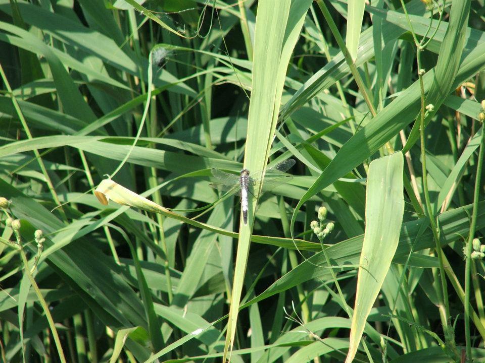 2012 - Lates cu prietenii - 250941_407504092650131_1301560871_n.jpg